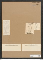 Mastogloia apiculata W. Sm. (de-Toni-Nr.: Genus 26, Species 1268) Zeichnungen Sammlung Grunow Nr. 2425 (NHMW-BOT-W0369586)